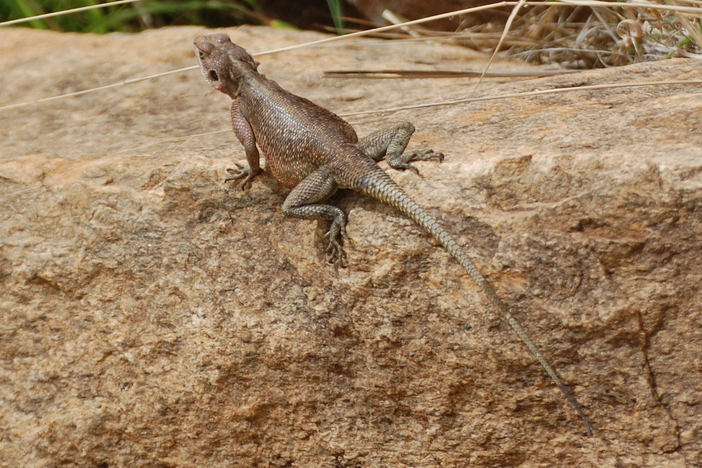 Tanzania - Agama agama